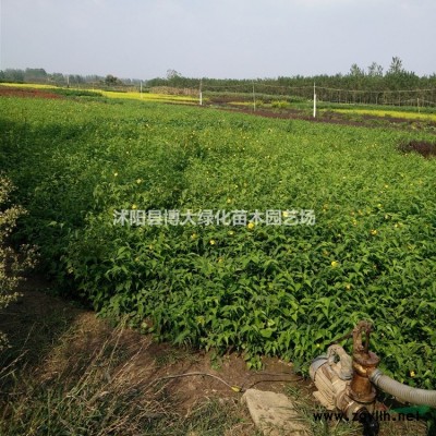 紫玉蘭價格 紫玉蘭樹產地 紫玉蘭圖片 綠化苗木