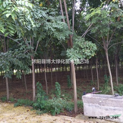 廣玉蘭 廣玉蘭樹價格 廣玉蘭圖片 風景樹 綠化工程苗木