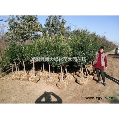 供應3米-4米塔柏苗，蜀檜，低價直銷 貨源充足