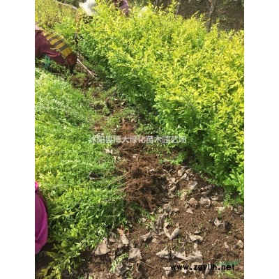 供應金娃娃萱草 金娃娃萱草價格 地被植物 量大價低 基地直銷