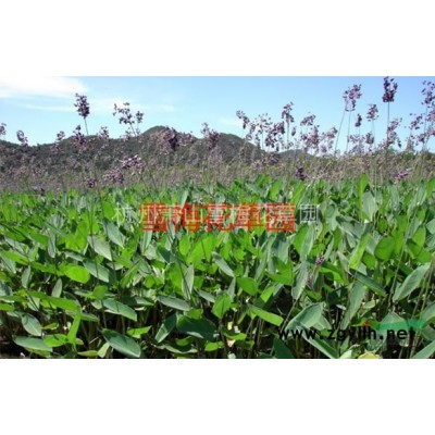 優質的花葉菖蒲，九節菖蒲，隨手香 ，浙江*低價