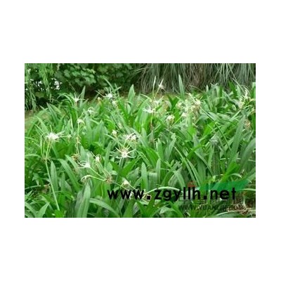 虎耳草、石荷葉、金線吊芙蓉、老虎耳、金絲荷葉、耳朵紅