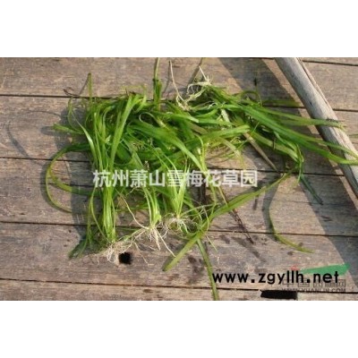 紫芋圖片\紫芋報價