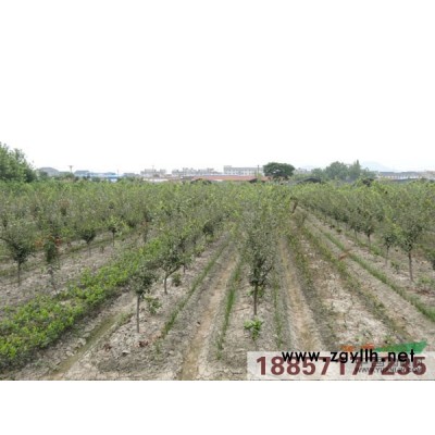 野茭白供應/野茭白圖片