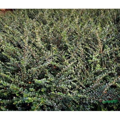 小葉扶芳藤 大量供應