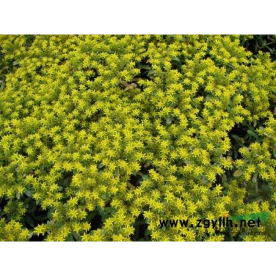 蜀葵*新價格/蜀葵報價