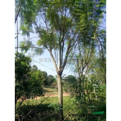 福建老人葵 （華棕）6