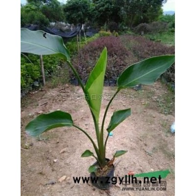 老人葵 （華棕）2*新價(jià)格/老人葵 （華棕）2報(bào)價(jià)