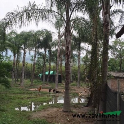 黃金香柳（黃金寶樹、千層金）4行情報價\黃金香柳（黃金寶樹、千層金）4圖片展示