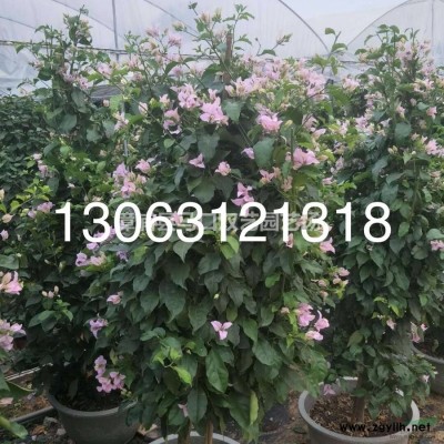 紅刺林投（別名叫紅刺露兜）報(bào)價(jià)/福建紅刺林投（別名叫紅刺露兜）報(bào)價(jià)