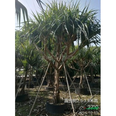 非洲茉莉圖片\非洲茉莉報(bào)價(jià)