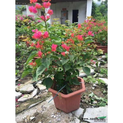 大葉龍船花行情報(bào)價(jià)\大葉龍船花圖片展示