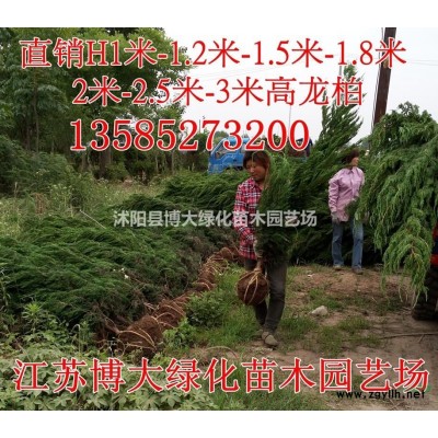 木槿基地 5公分木槿樹價格 叢生木槿 貨源充足 量大價低