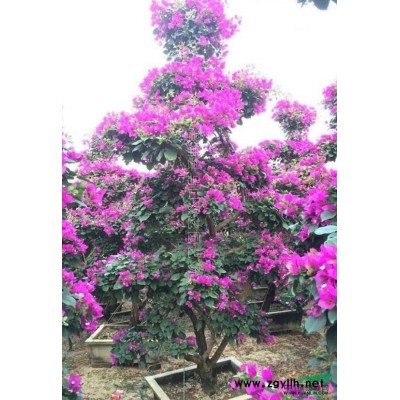 多彩三角梅，三色三角梅