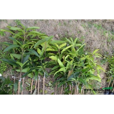 優質的鳶尾，小蘭花鳶尾，大蘭花鳶尾，紫蝴蝶、扁竹花，浙江*低