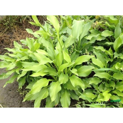 優質的澤瀉水澤、如意花，浙江*低價