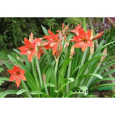 優質水鱉，馬尿花，芣菜，浙江*低價