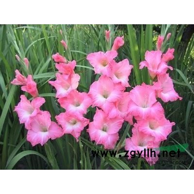 澤苔供應/澤苔圖片