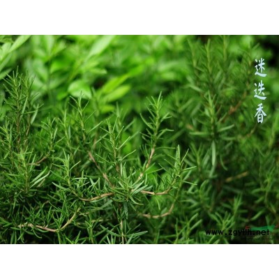 水菖蒲*新價格/水菖蒲報價