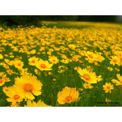 玉蟬花圖片\玉蟬花報價