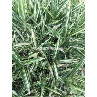 石蒜供應/石蒜圖片