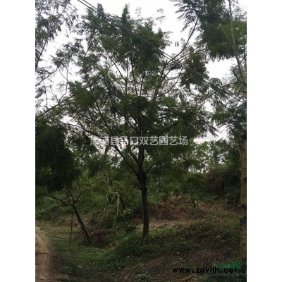 加拿利海棗6行情報價\加拿利海棗6圖片展示