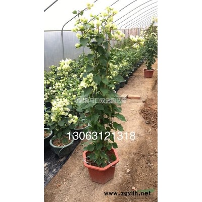 福建加拿利海棗5*新報價/加拿利海棗5圖片