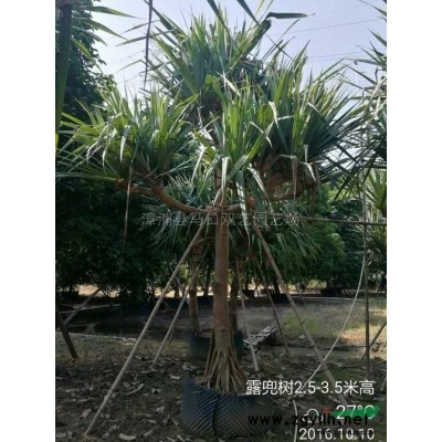 紅背桂3供應(yīng)/紅背桂3圖片