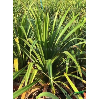 鶴望蘭3行情報價\鶴望蘭3圖片展示