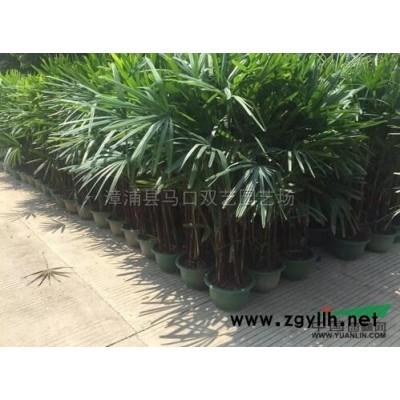 大葉龍船花2*新價(jià)格/大葉龍船花2報(bào)價(jià)