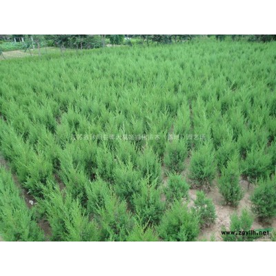 豐花月季批發供應 高度40-60公分月季工程苗價格 貨源充足