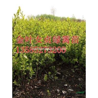 供應衛矛綠籬苗 衛矛球 衛矛毛球 量大價低 規格*