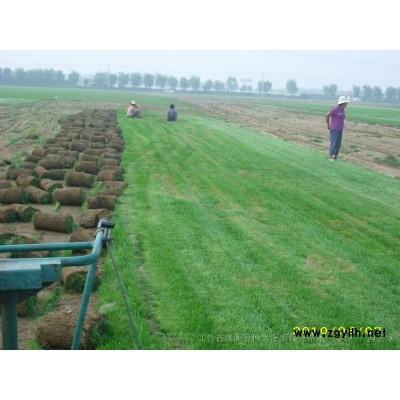 藤本月季 高度50-250公分藤本月季花 基地直銷 量大