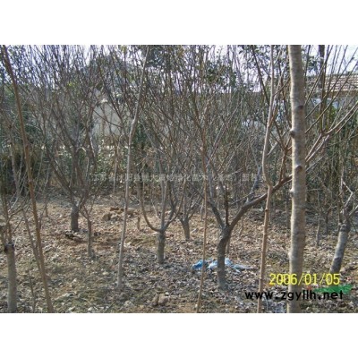 供應紅梅樹 8公分紅梅樹苗價格 綠梅樹苗 各種梅花基地