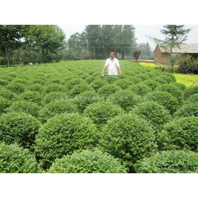 鋪地柏價格 40公分鋪地柏行情報價 鋪地柏種植基地 量大價低