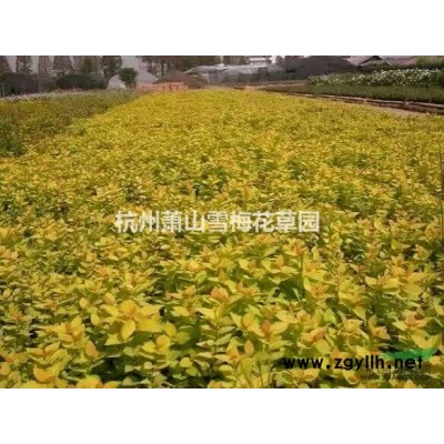 狐尾藻 供應各種水生植物