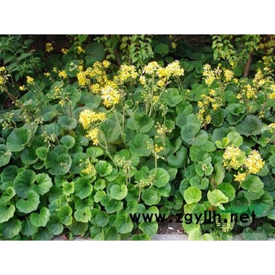 優質百慕大草，狗牙根草，浙江*低價