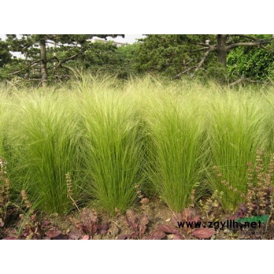 韭蘭、韭蓮、風雨花