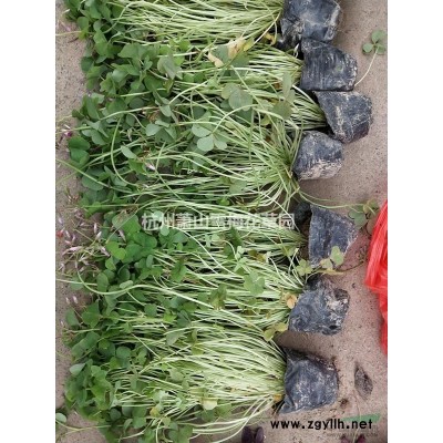 紫嬌花、洋韭、洋韭菜、野蒜、非洲小百合