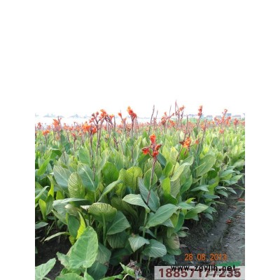 浙江紙莎草信息