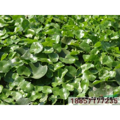 溪蓀*新價格/溪蓀報價