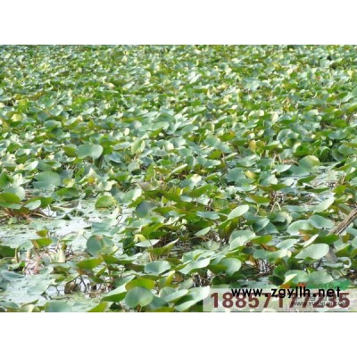 歐洲大慈姑圖片\歐洲大慈姑報價