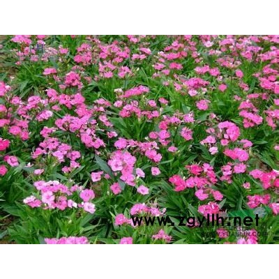 德國(guó)鳶尾報(bào)價(jià)/浙江德國(guó)鳶尾報(bào)價(jià)