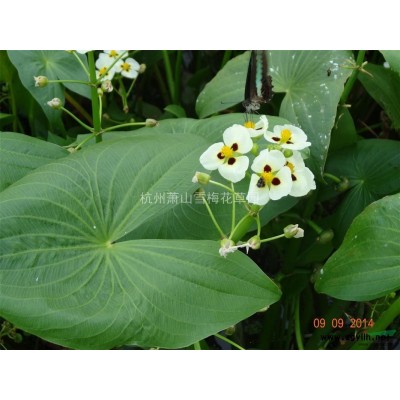 浙江紫葉千鳥花*新報(bào)價(jià)/紫葉千鳥花圖片