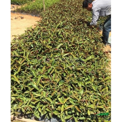 龍船花圖片\龍船花報(bào)價(jià)