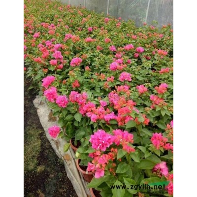 老人葵供應(yīng)/老人葵圖片