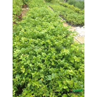 加拿利海棗3報價/福建加拿利海棗3報價