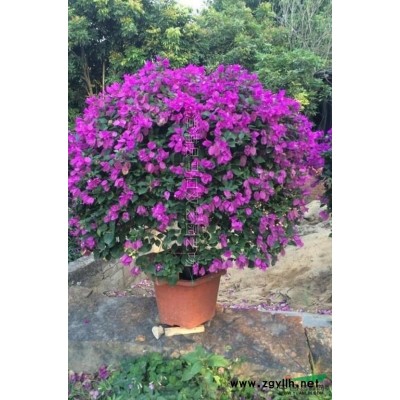 紅背桂大袋苗2*新價(jià)格/紅背桂大袋苗2報(bào)價(jià)