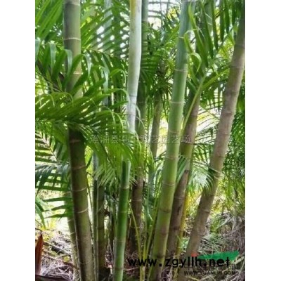 布迪椰子4供應(yīng)/布迪椰子4圖片