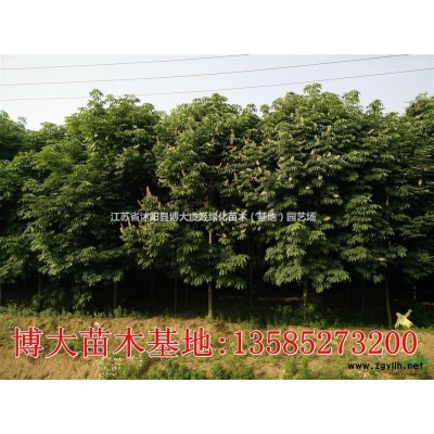 法桐價格 法桐樹產地 法桐圖片 行道樹 綠化工程苗木